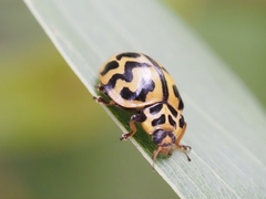 Cleobora mellyi