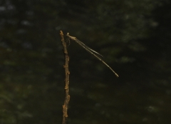 Prodasineura verticalis