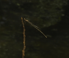 Prodasineura verticalis