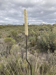 Xanthorrhoea caespitosa