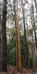Corymbia maculata