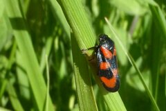 Cercopis vulnerata