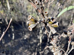 Eucalyptus calycogona