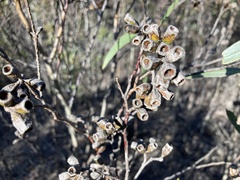 Eucalyptus calycogona
