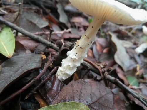 bedlička vlnatá (Lepiota clypeolaria)