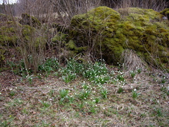 Leucojum vernum