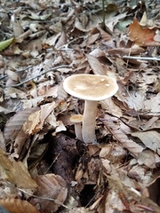 Lactarius fumosus