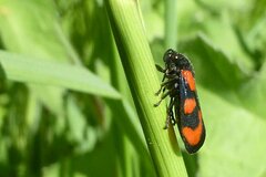 Cercopis vulnerata