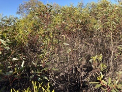 Eucalyptus calycogona