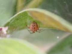 Tetragnathidae
