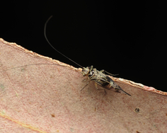 Psocinae