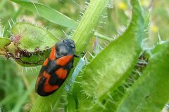 Cercopis vulnerata