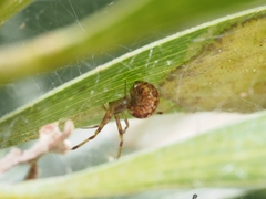 Tetragnathidae
