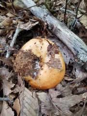 Lactarius yazooensis