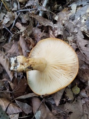Lactarius yazooensis