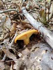 Lactarius yazooensis