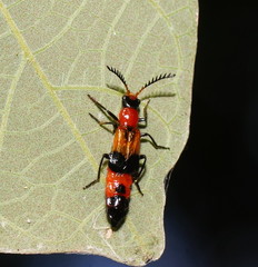 Balanophorus