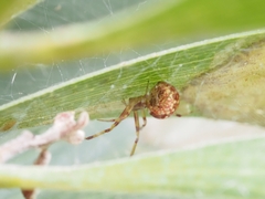 Tetragnathidae