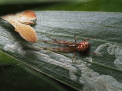 Tetragnathidae