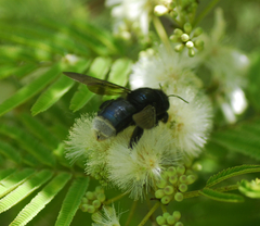 Xylocopa tenuata