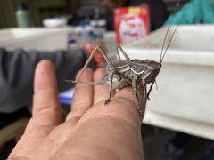 Austrosaginae