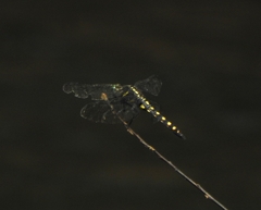 Onychothemis testacea