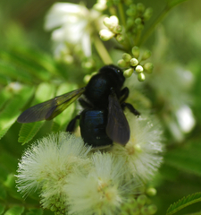 Xylocopa tenuata