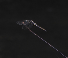 Onychothemis testacea
