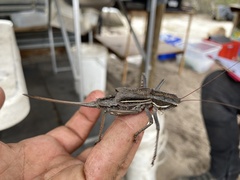 Austrosaginae