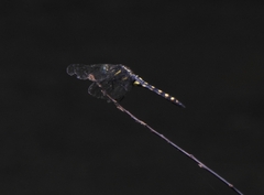 Onychothemis testacea