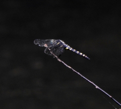 Onychothemis testacea