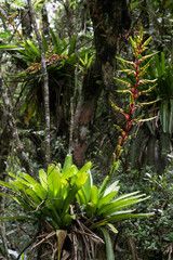 Vriesea penduliflora