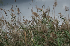 Pycnonotus sinensis formosae