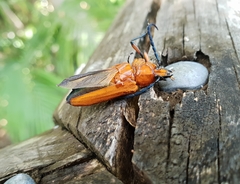 Distichocera superba