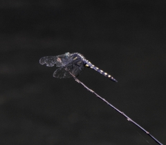 Onychothemis testacea