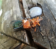 Distichocera superba