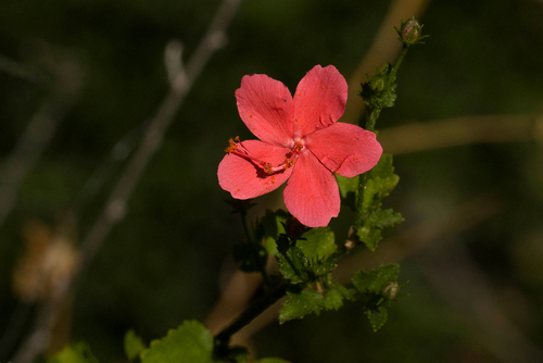Hibiscus zanzibaricus image