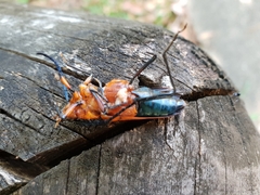 Distichocera superba