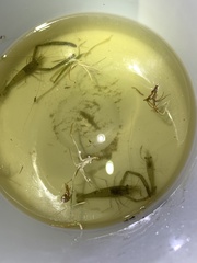 Macrobrachium australiense