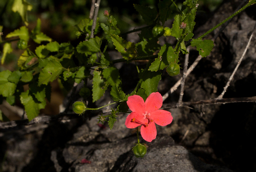 Hibiscus zanzibaricus image