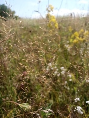 Agrostis vinealis