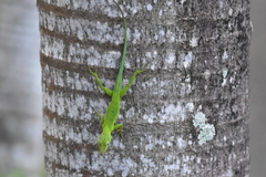 Anolis marmoratus
