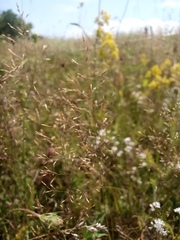 Agrostis vinealis