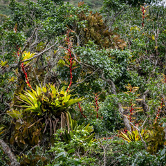 Vriesea penduliflora