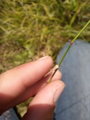 Agrostis vinealis