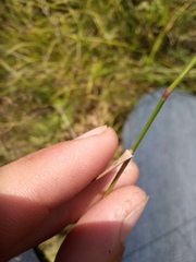 Agrostis vinealis