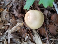 Cortinarius flavifolius