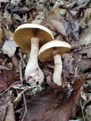 Cortinarius flavifolius