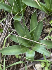 Scilla hyacinthoides