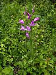 Cephalanthera rubra